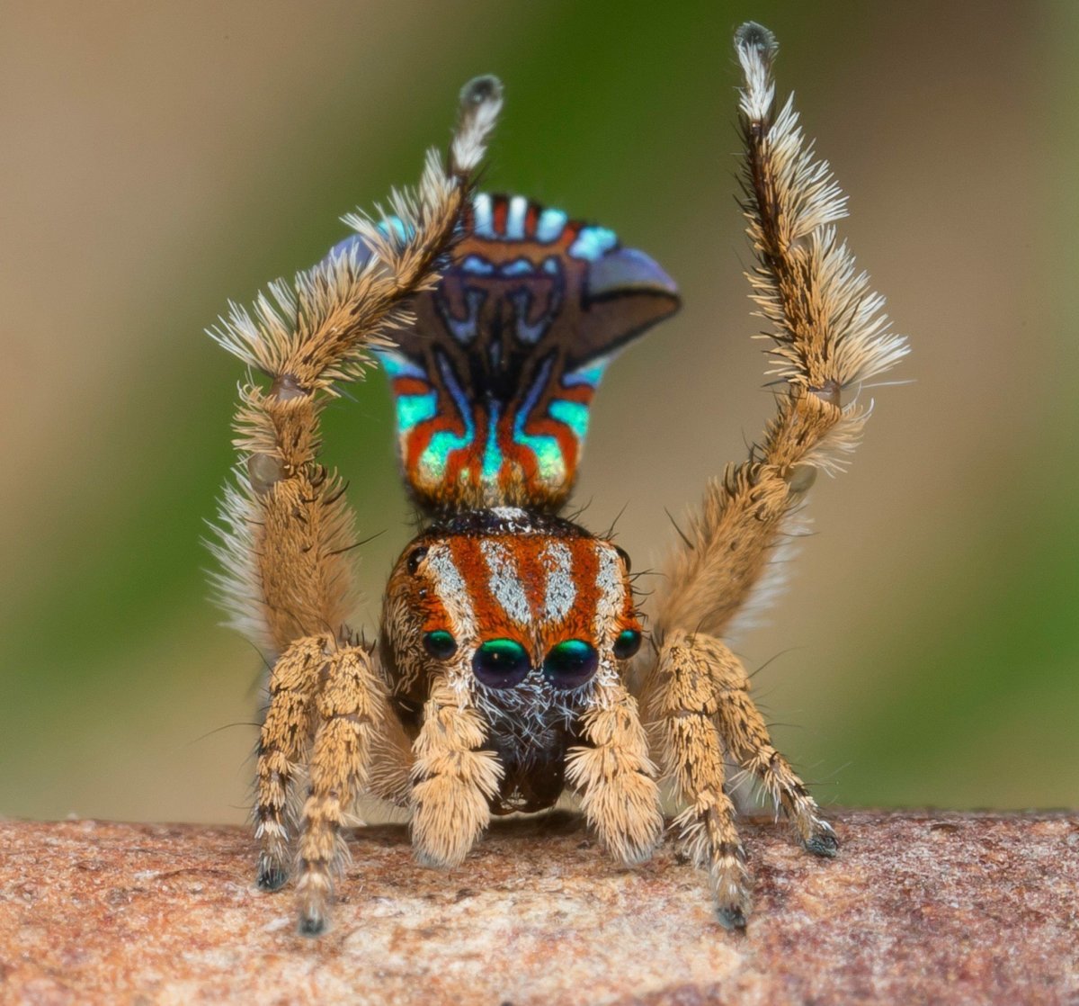 Паук-Павлин (Maratus volans)