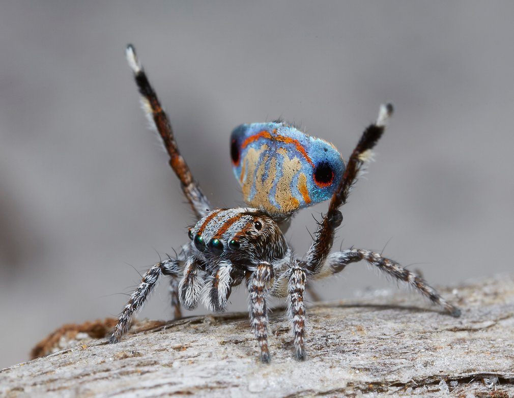 Maratus jactatus