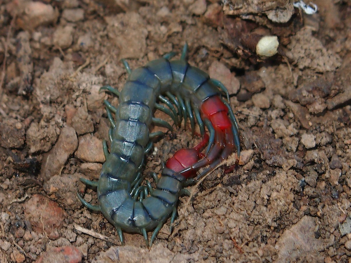 Цикада Крымская