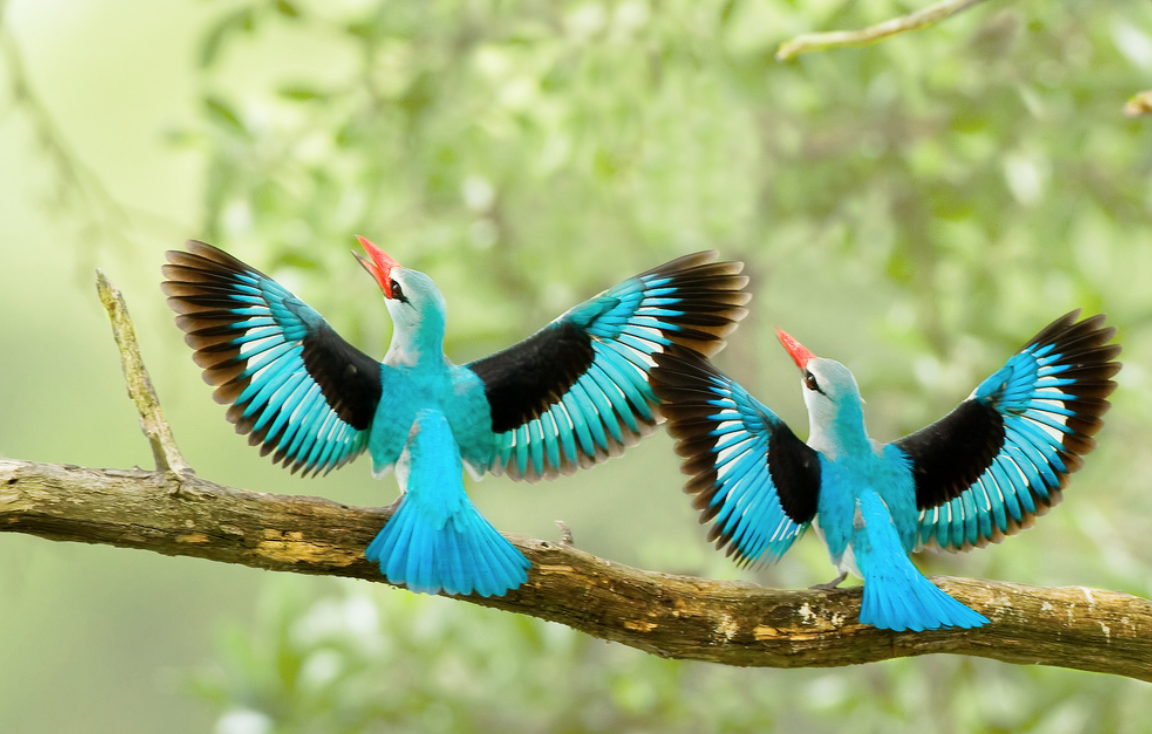 Необычные смешные птицы