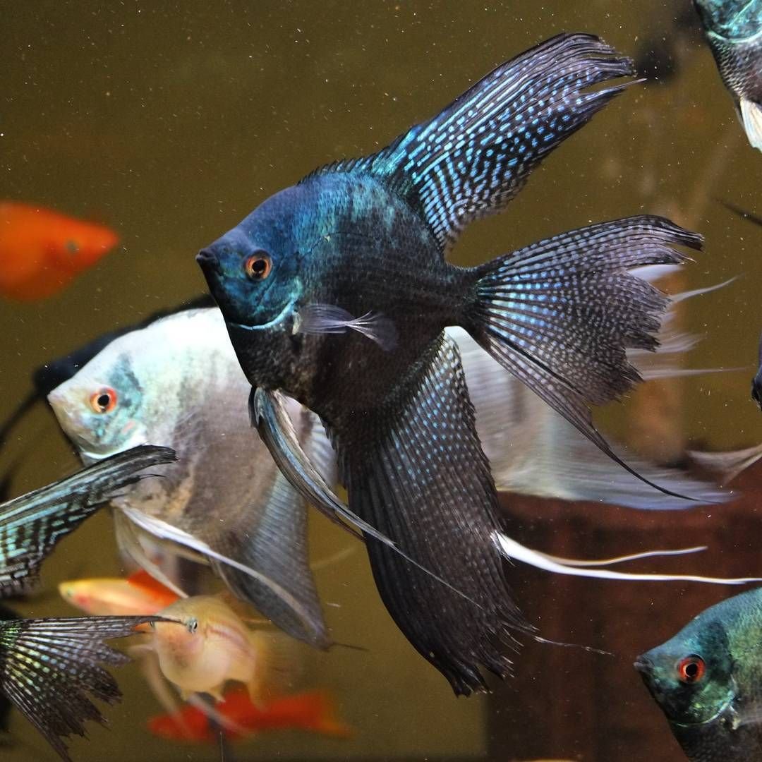 Золотая рыбка Мандаринка