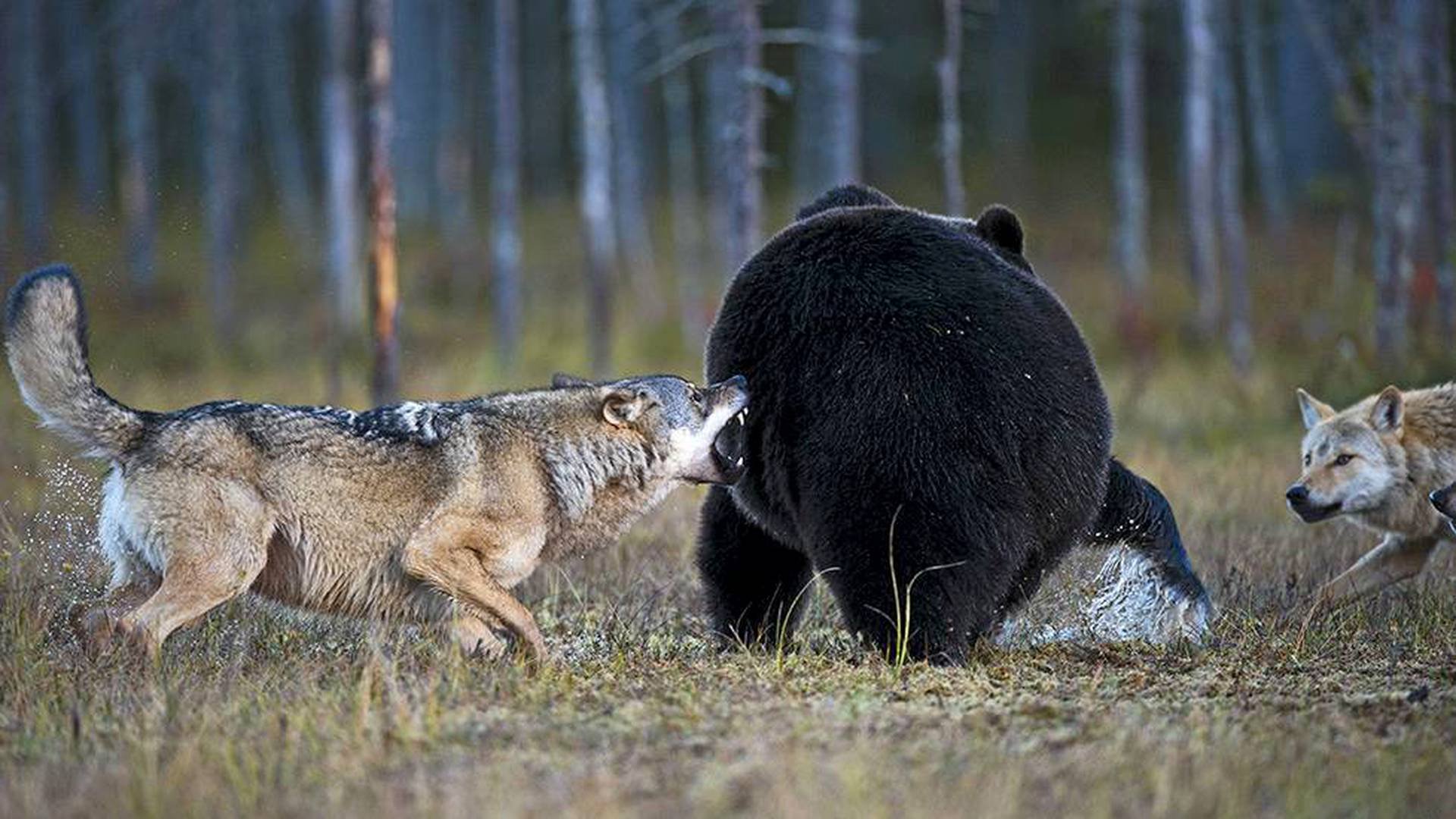 Волк против медведя. Волки и медведи.