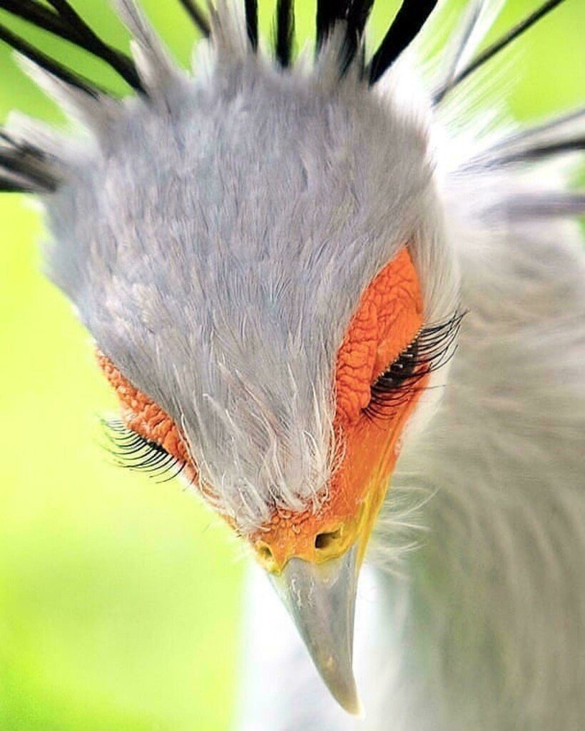 Ошейниковый трогон