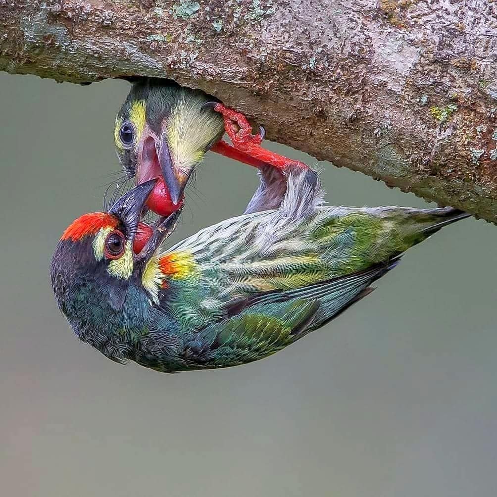 Атлантический паффин