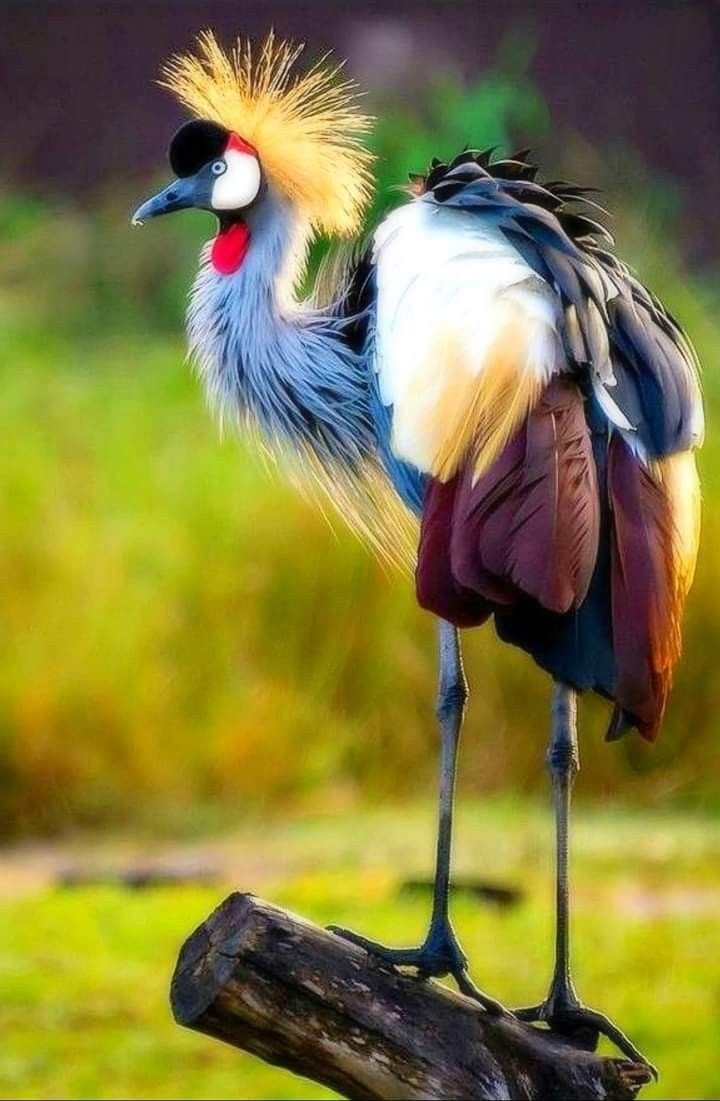 Амазонский венценосный мухоед