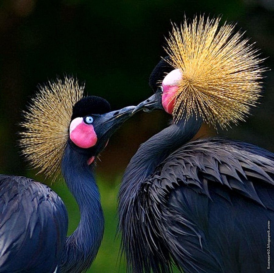 Необычные птицы мира и насекомые