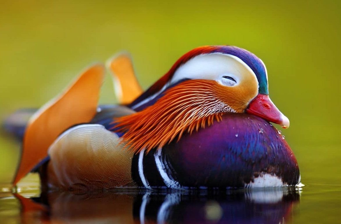 Амазонский венценосный мухоед