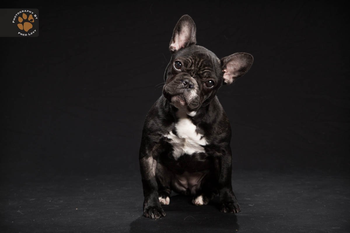 Смесь французского бульдога с биглем