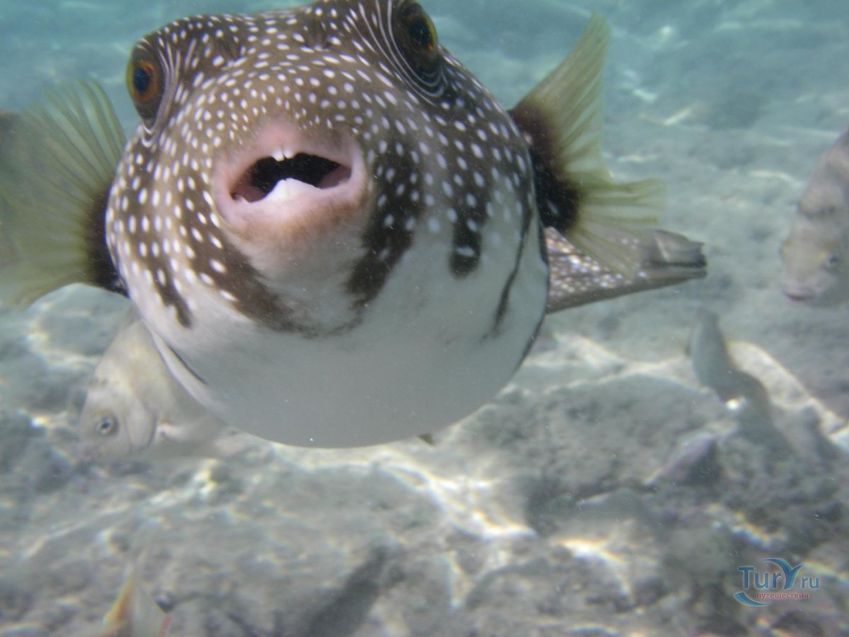 Мальки фугу