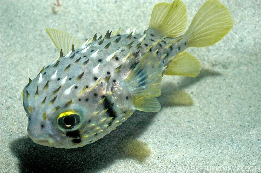 Иглобрюх рыба фугу