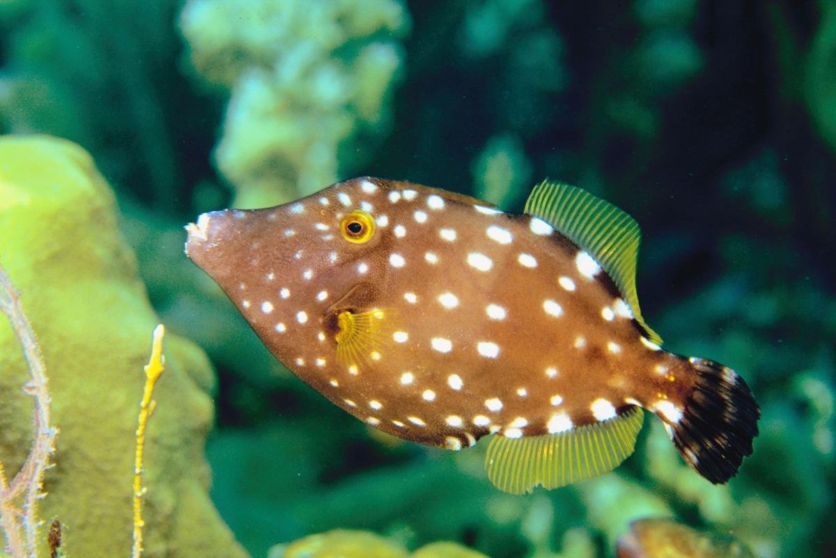 Рыбки собачки сухопутная