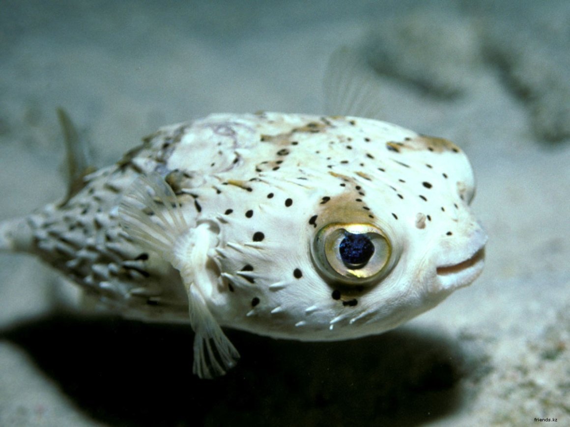 Ядовитая рыба фугу