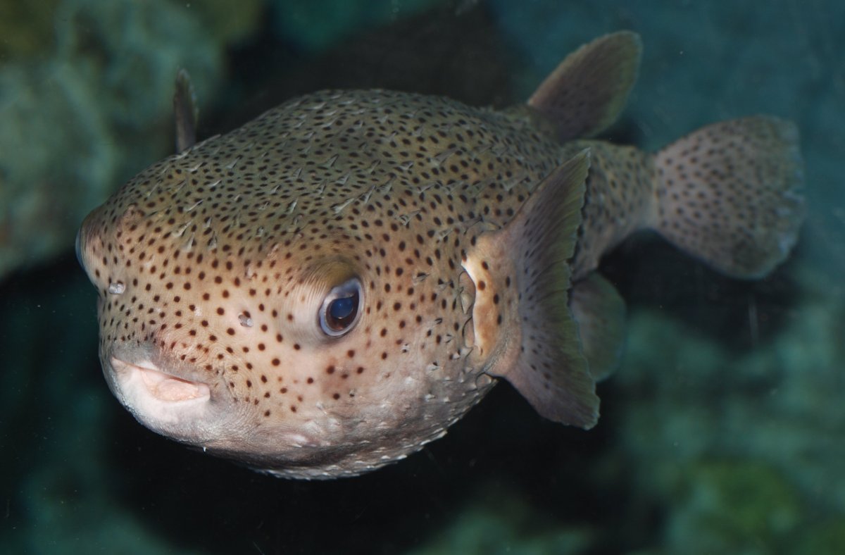 Тетрадон морской