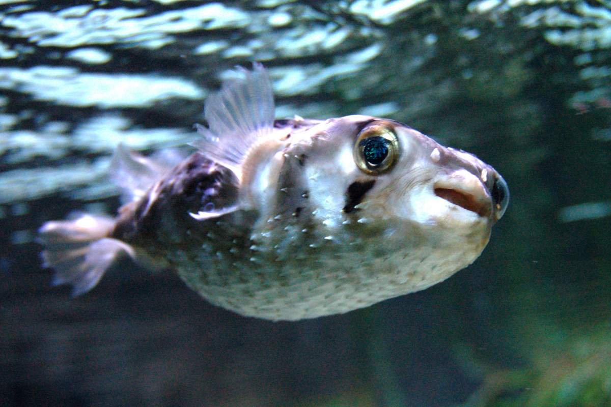 Щучья морская собачка (Neoclinus blanchardi)