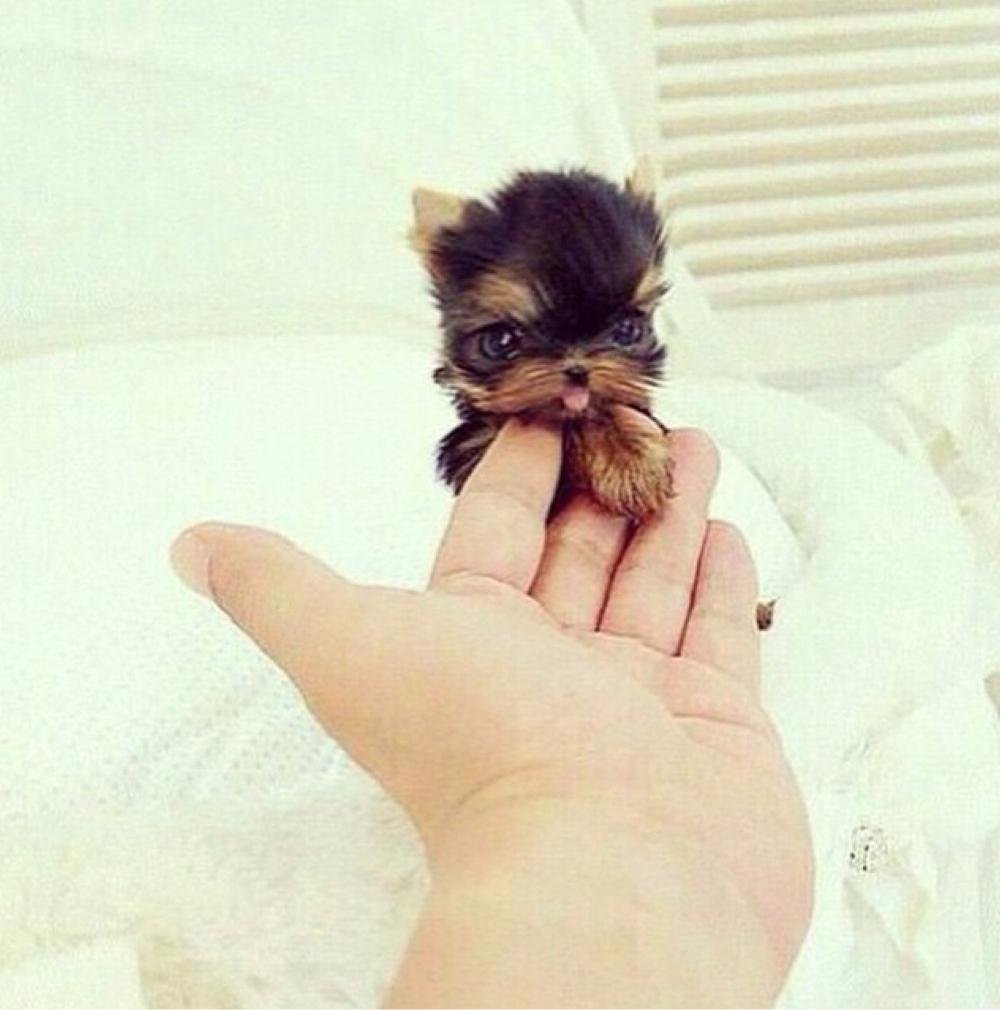 Йоркширский терьер малыш