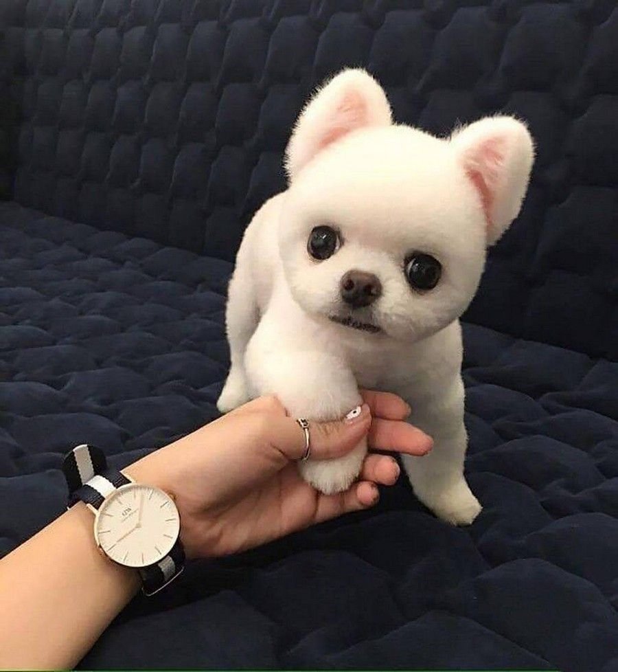 Собачка похожая на мишку