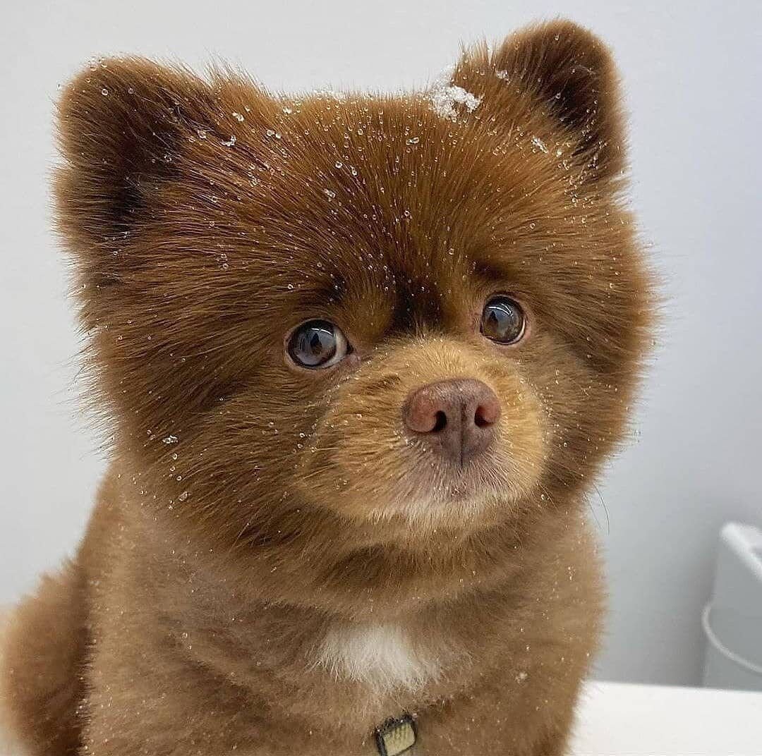 Лупоглазый чихуахуа