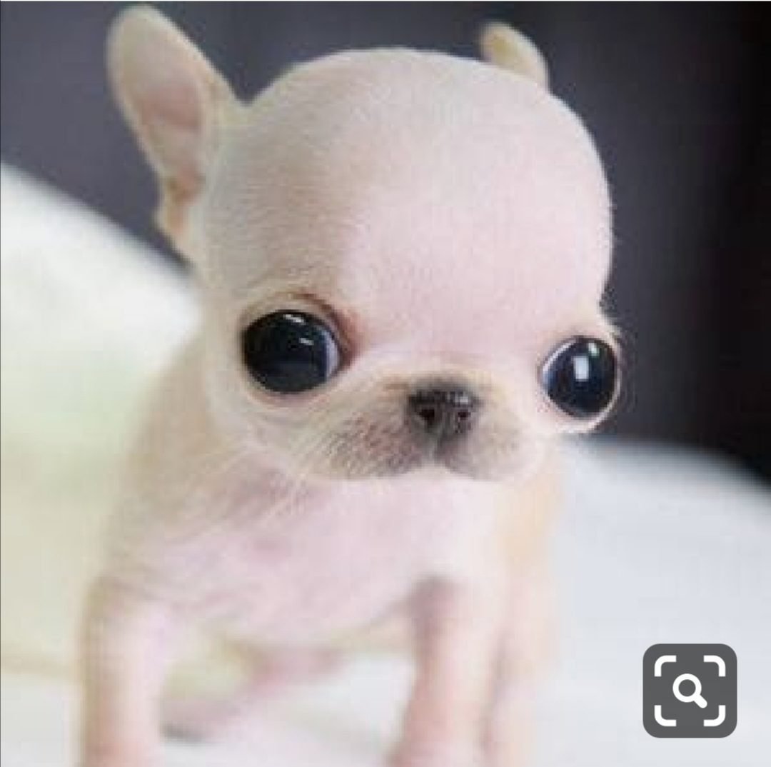 Смешные собачки чихуахуа