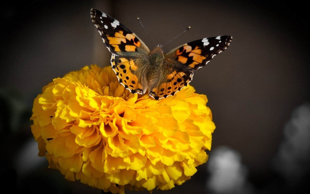 Жёлтая бабочка