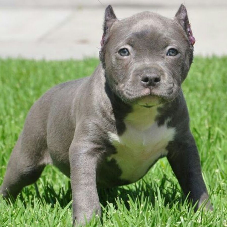 Американский питбультерьер щенки