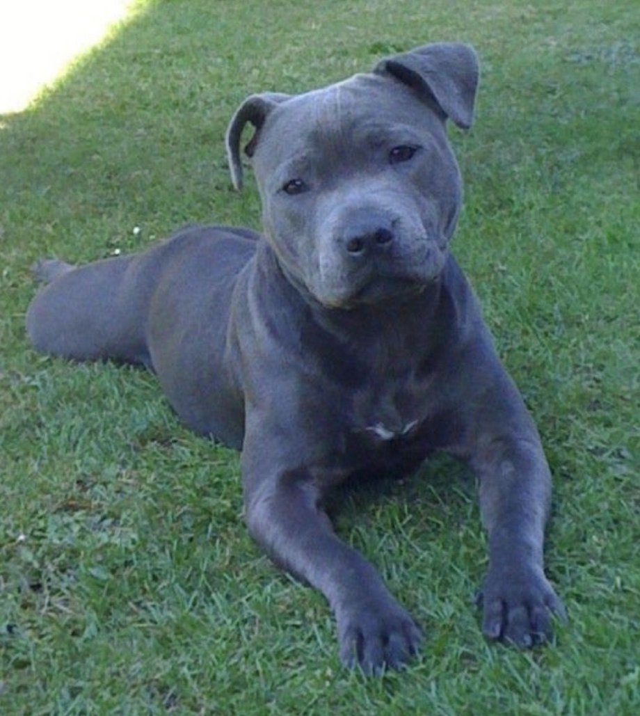 Стаффордширский бультерьер голубой