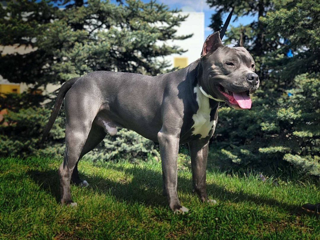 Амстафф голубого окраса