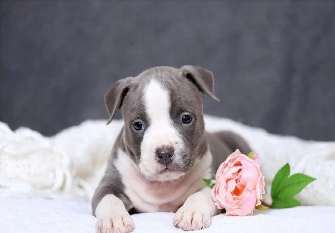 Голубой стаффордширский терьер девочка