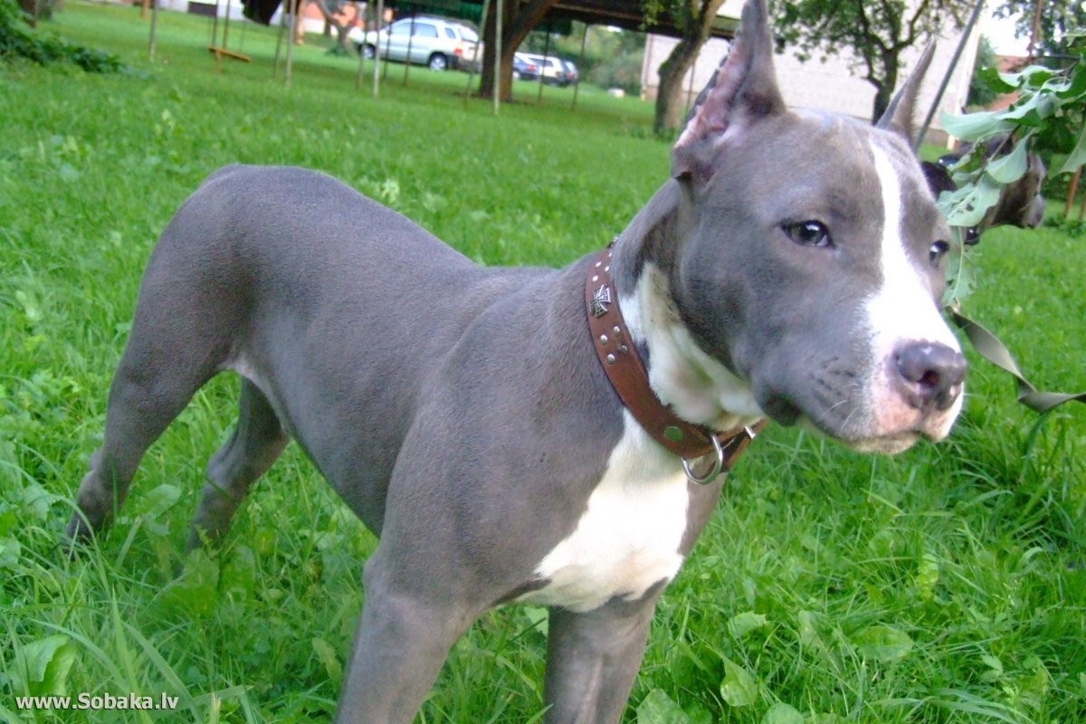 Американский стаффордширский терьер голубой