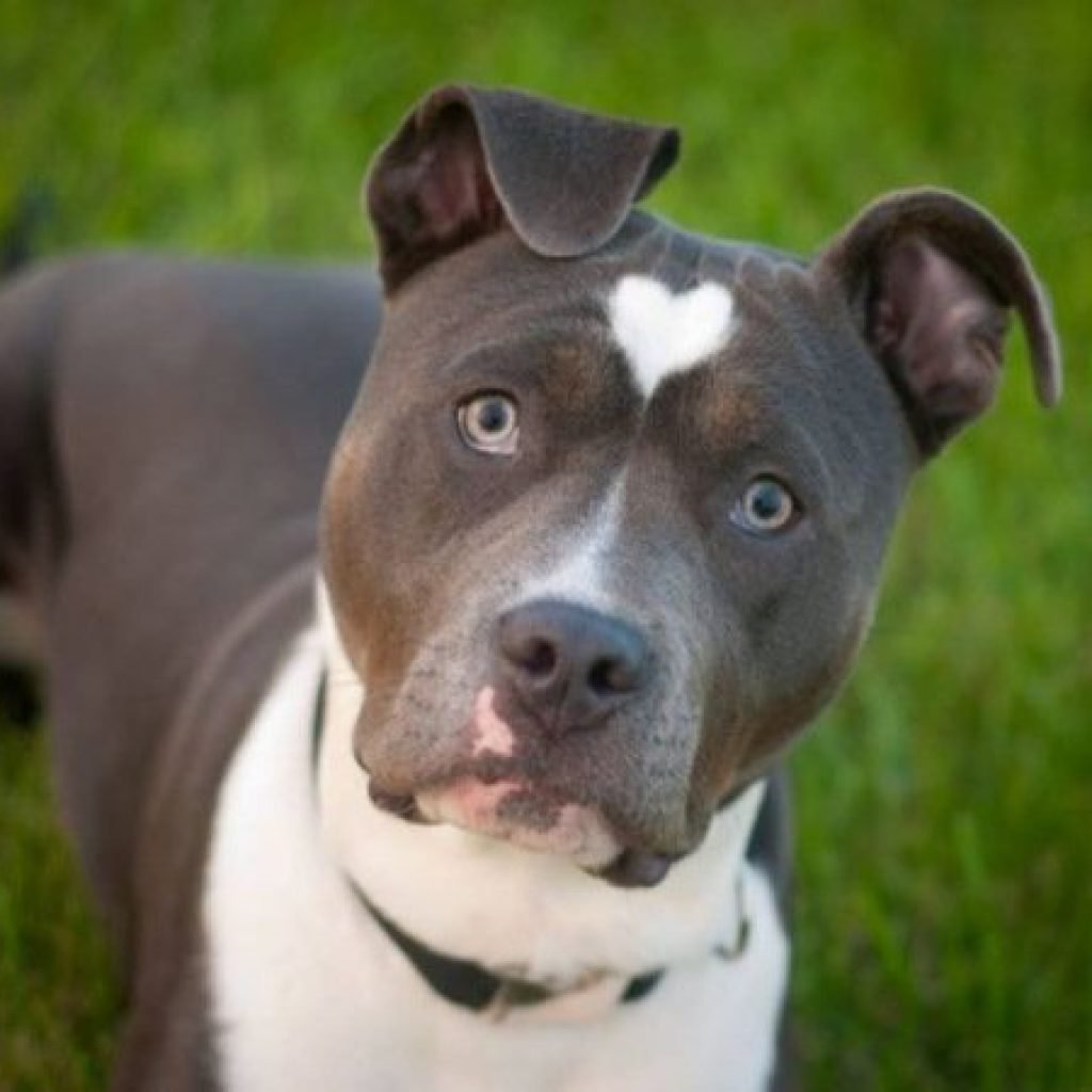 Стаффордширский терьер окрасы