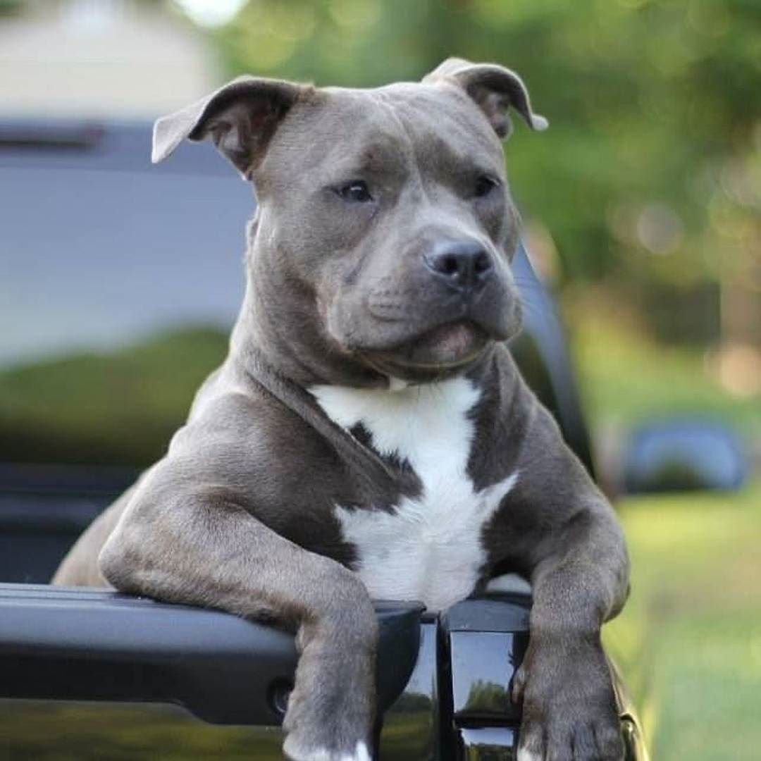 Стаффордширский бультерьер голубой