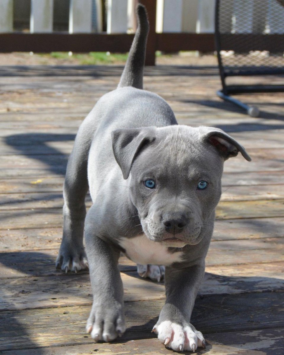 Стаффордширский бультерьер голубой
