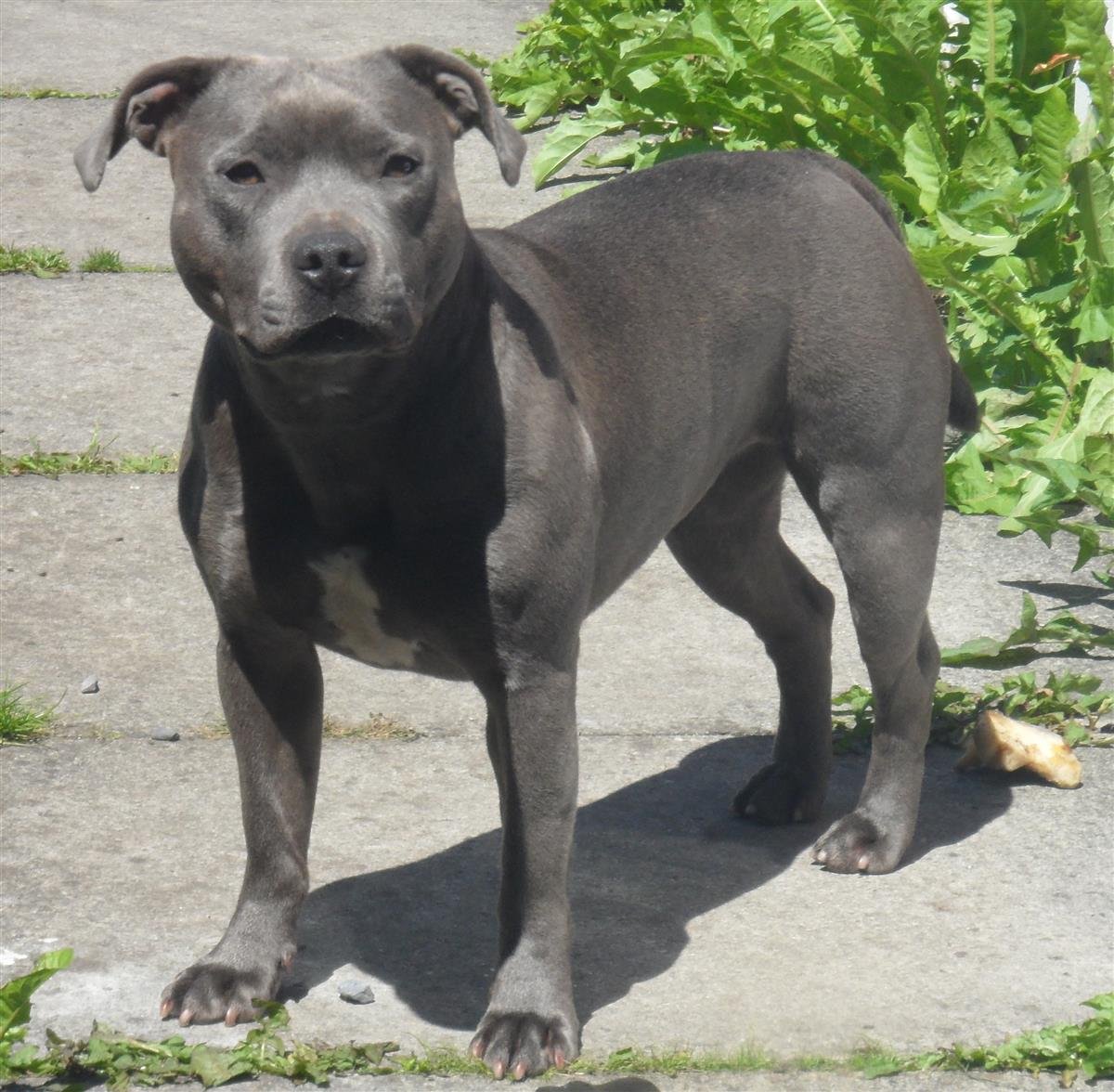 Стаффордширский бультерьер голубой