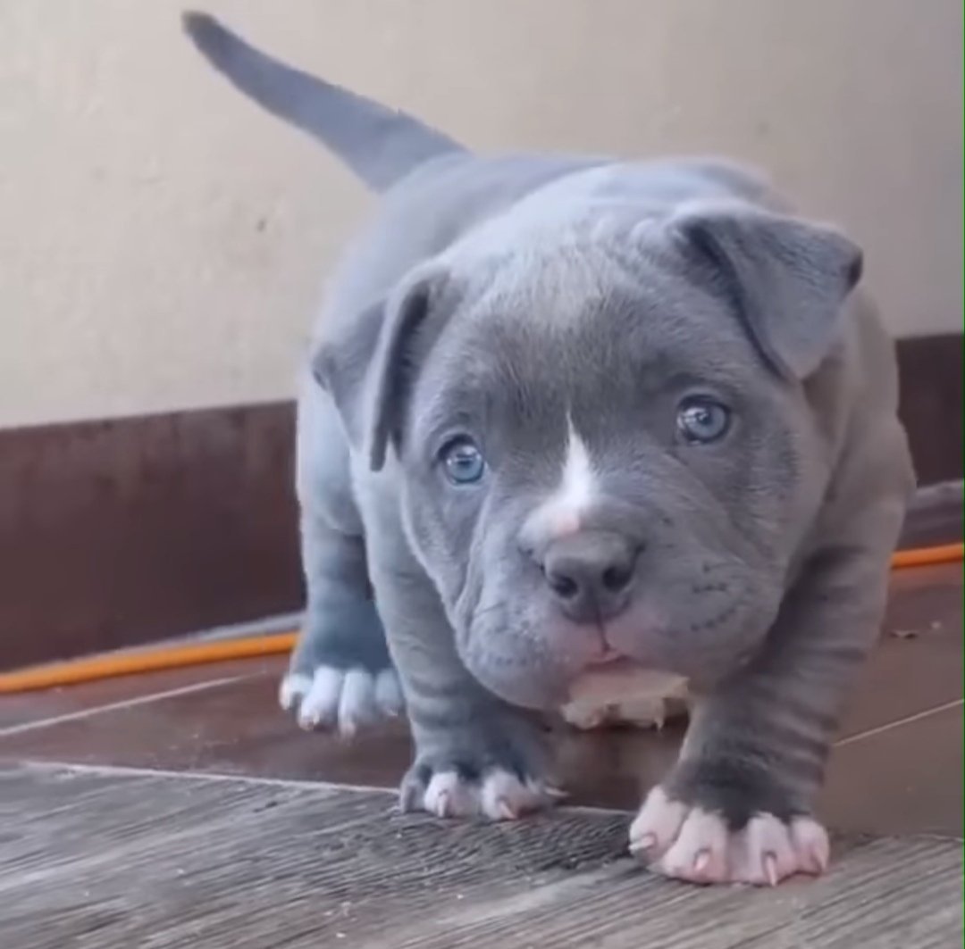 Питбультерьер голубого окраса