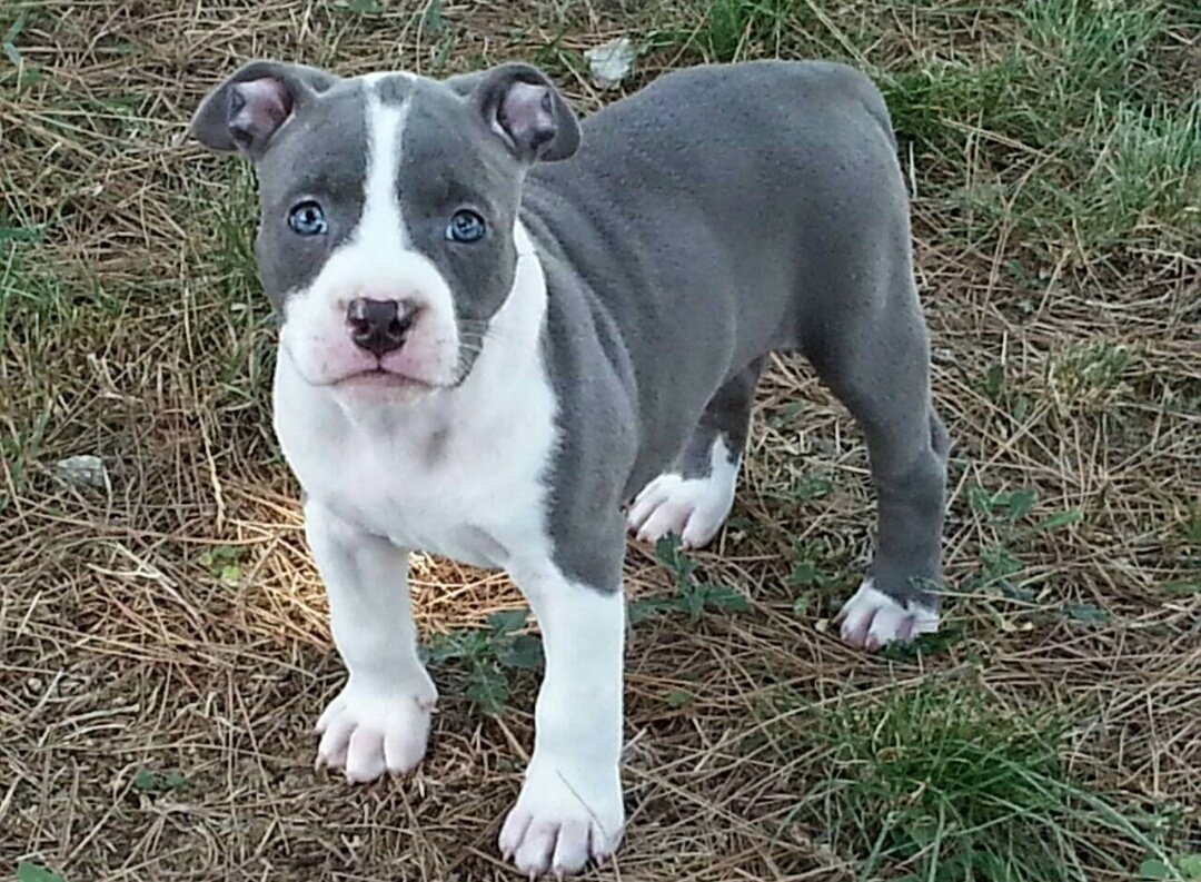 Американский стаффордширский терьер голубой