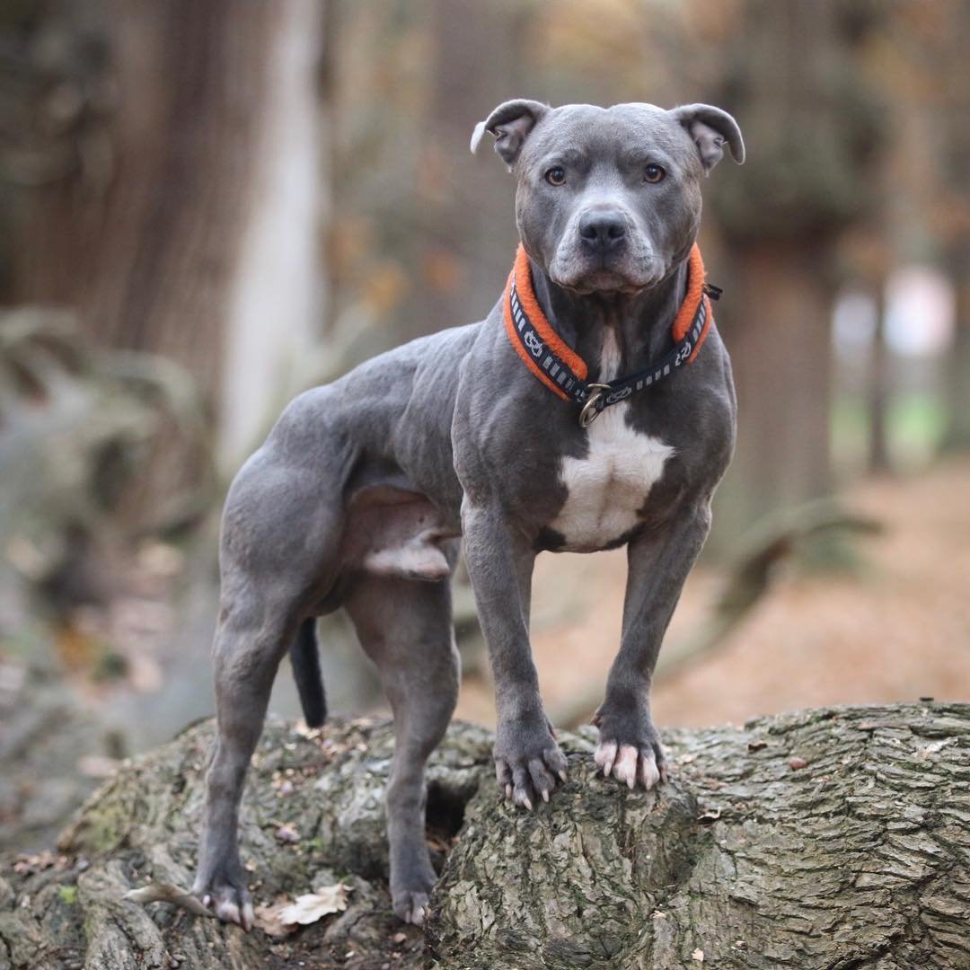 Стаффордширский бультерьер терьеры