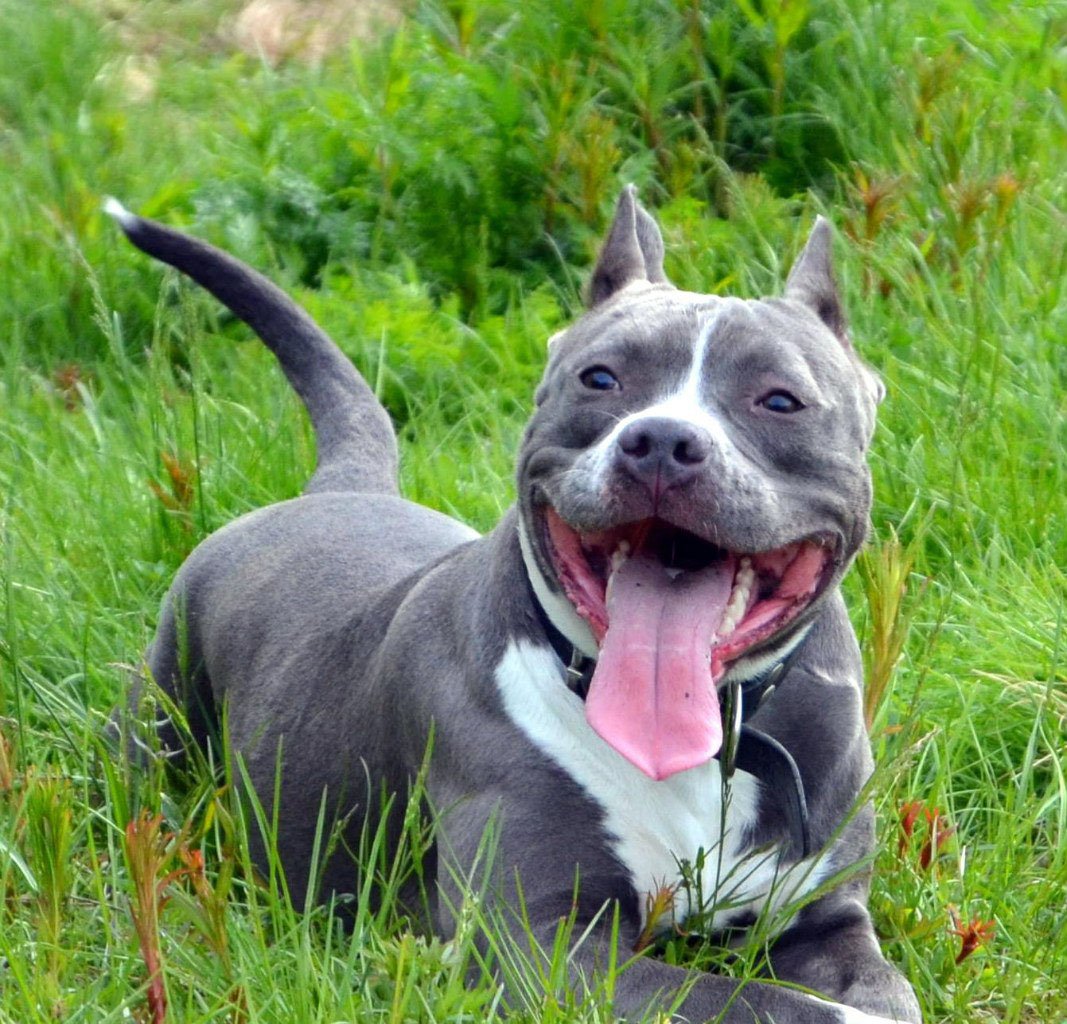 Ирландский стаффордширский терьер