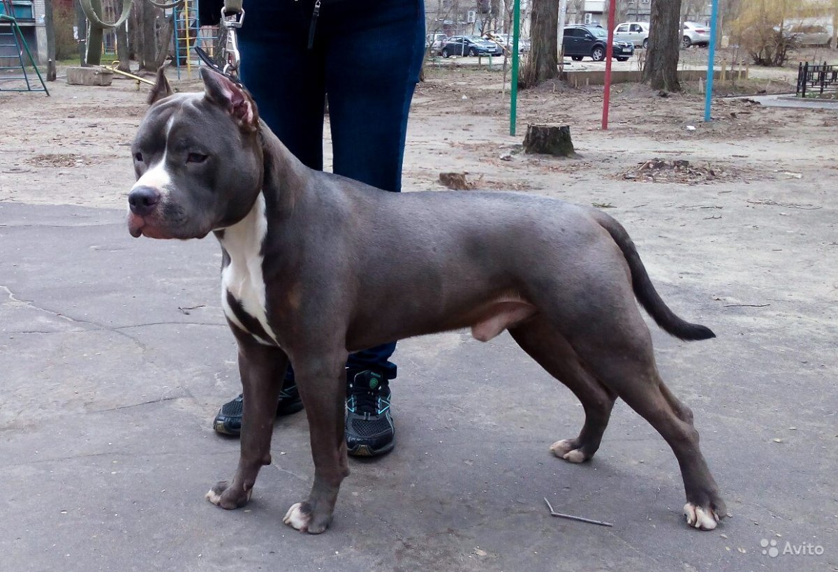 Стаффорд мраморный окрас