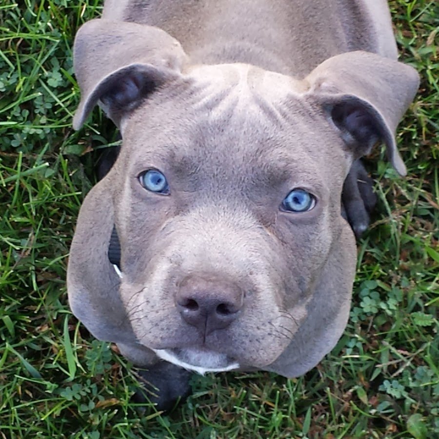 Американский стаффордширский терьер голубой