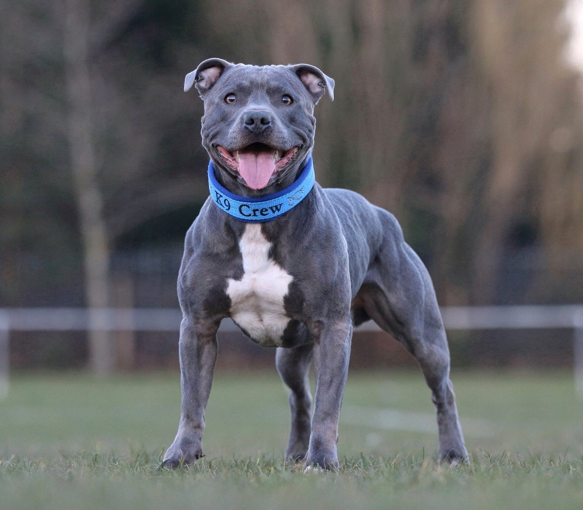 Стаффордширский бультерьер щенки