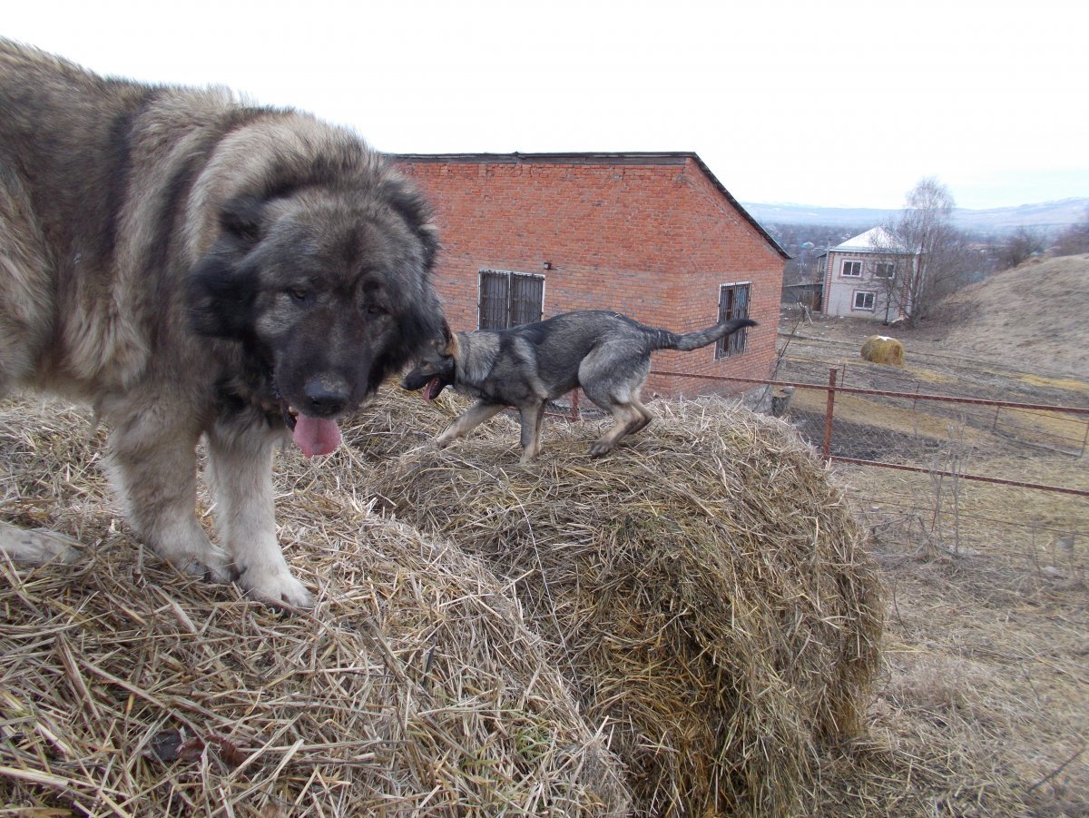 Смесь кавказской овчарки и волка - 74 фото