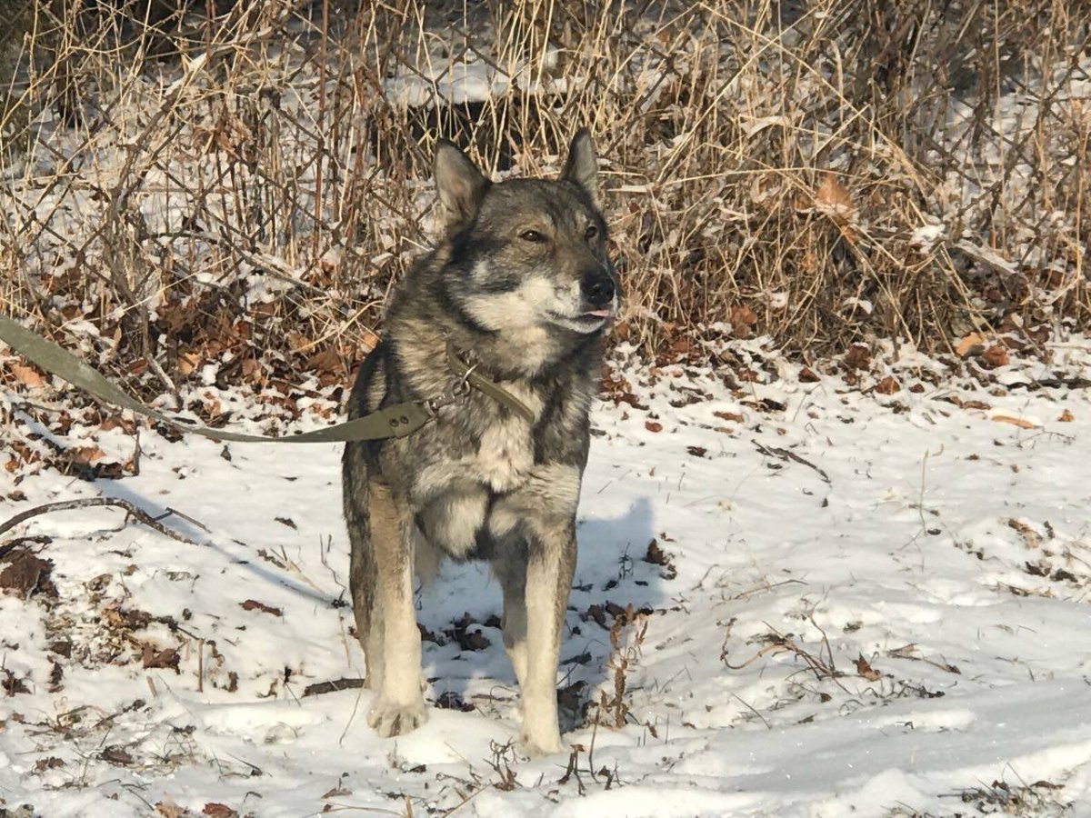 Волкособ вольфхунд