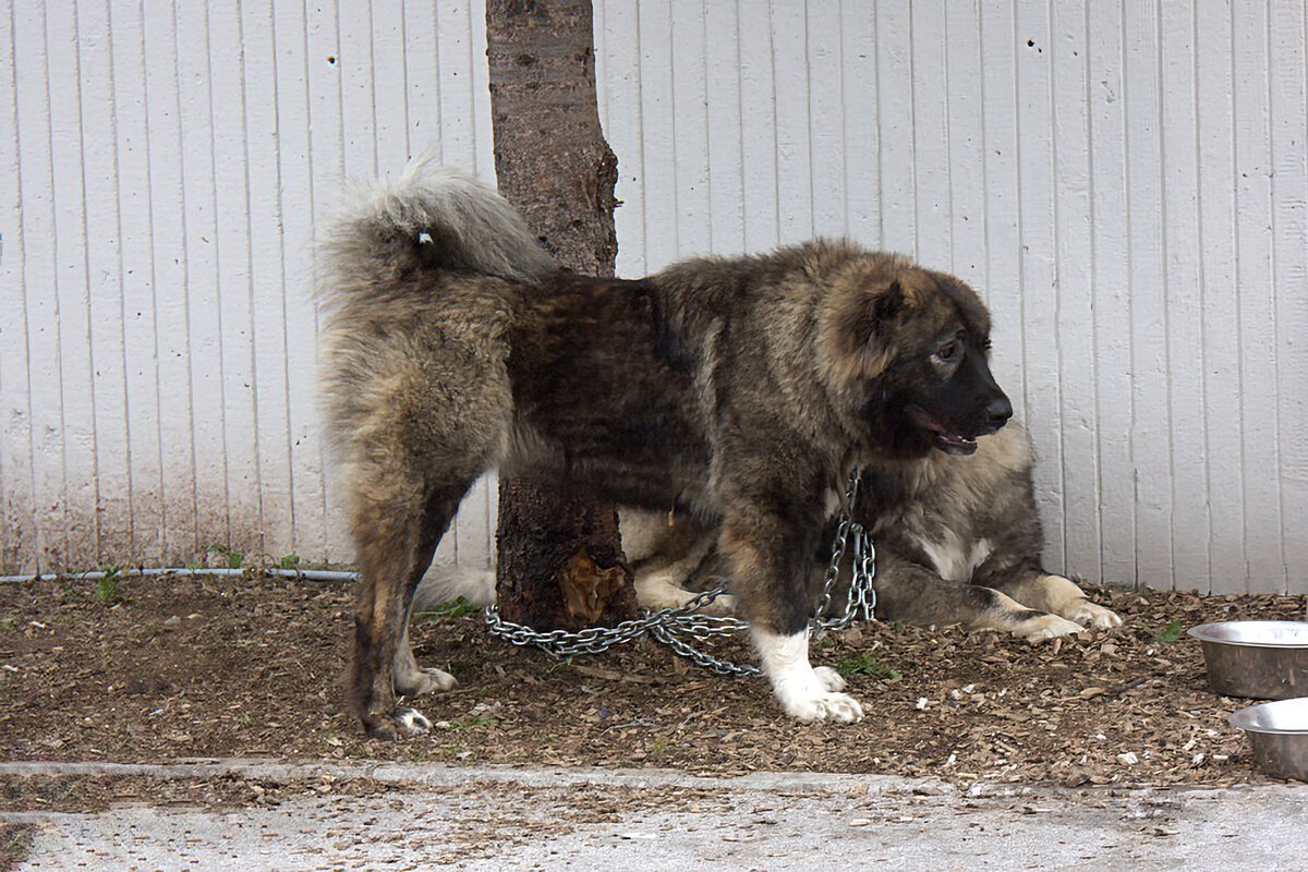 Гампр зонарный