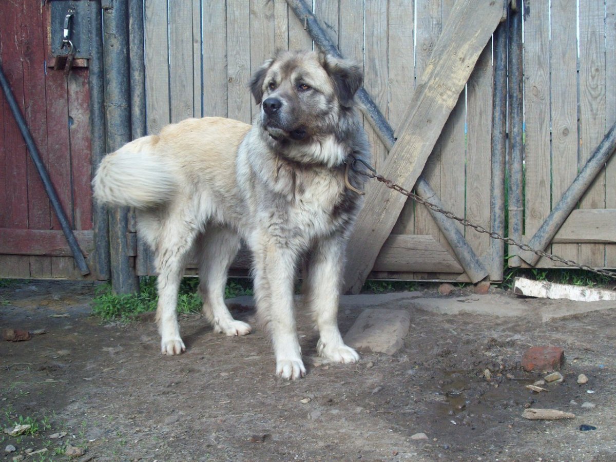Волкособ в частном доме