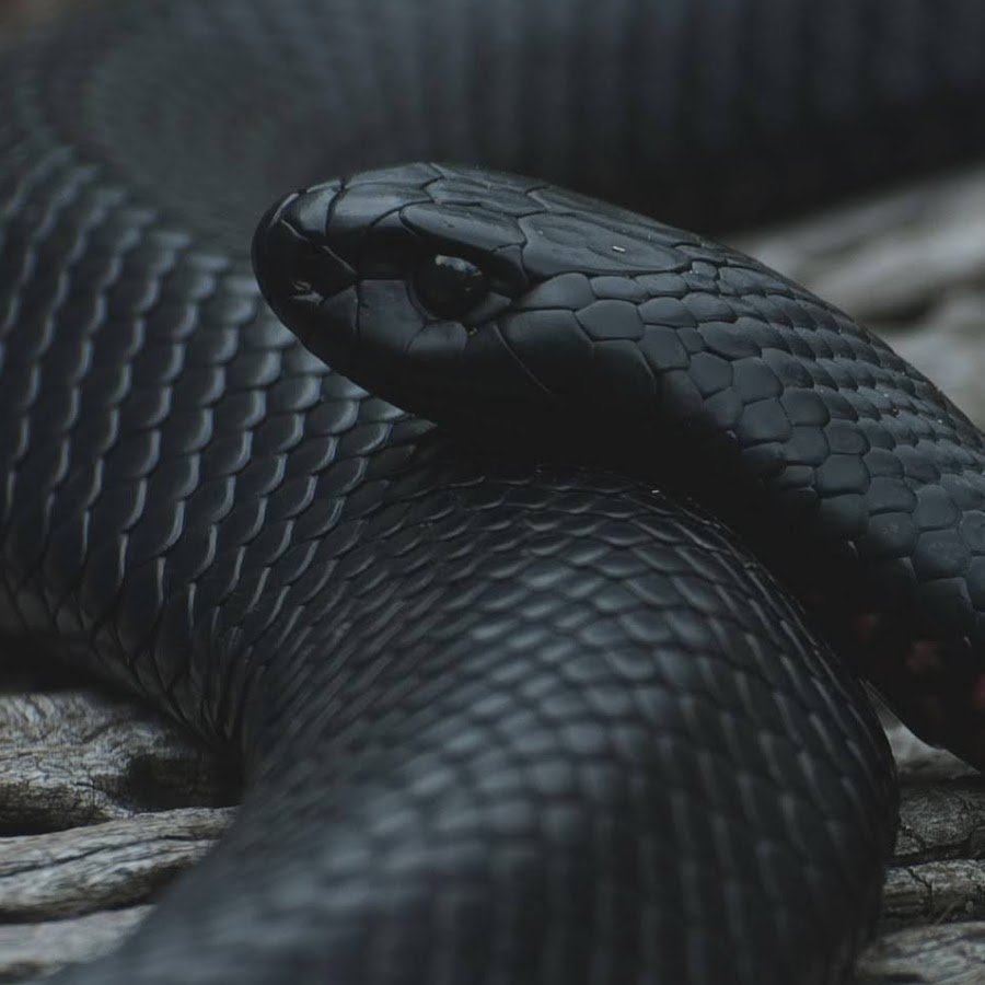 Королевский питон леуцист