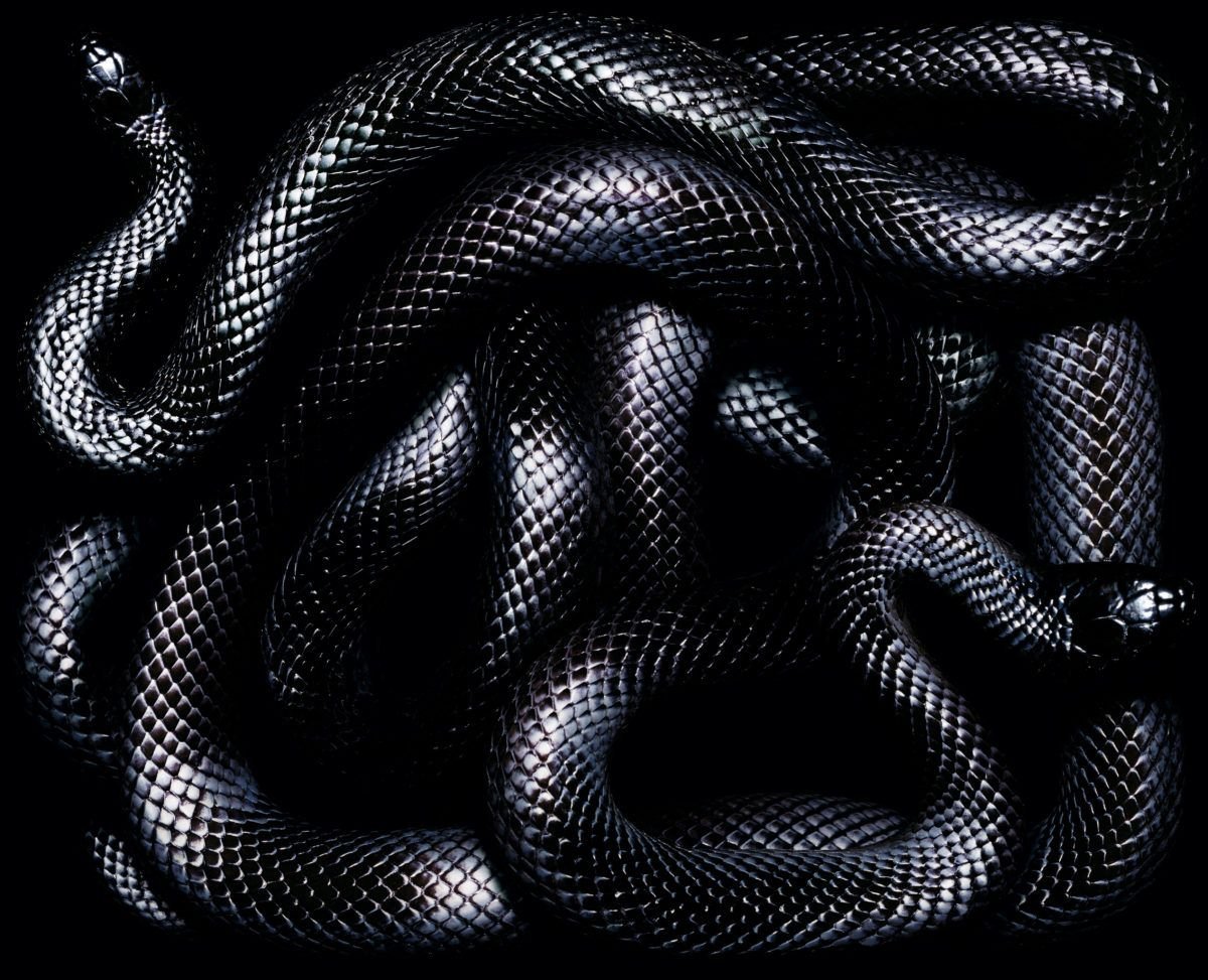 Красивые маленькие змеи