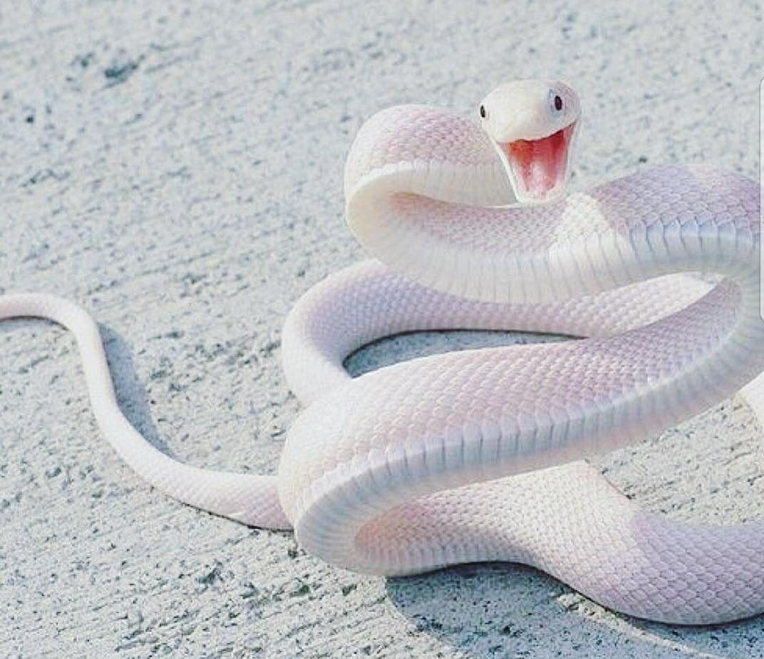 Чёрная змея с белыми пятнами