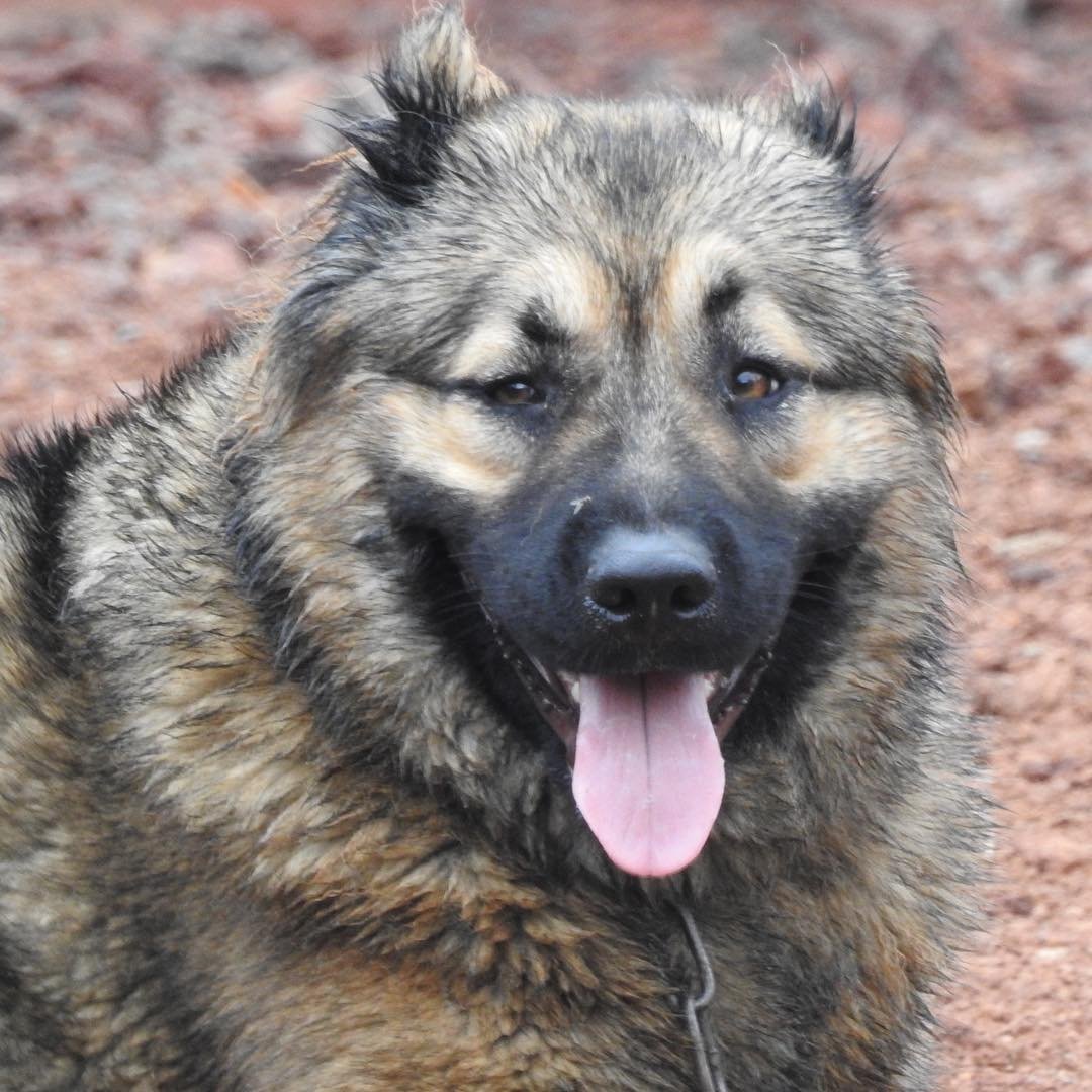 Кавказская овчарка метис дворняжки