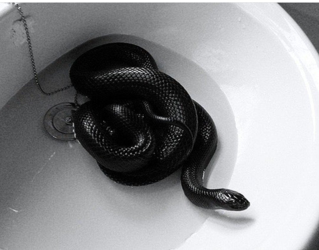 Бойга черная Кобра