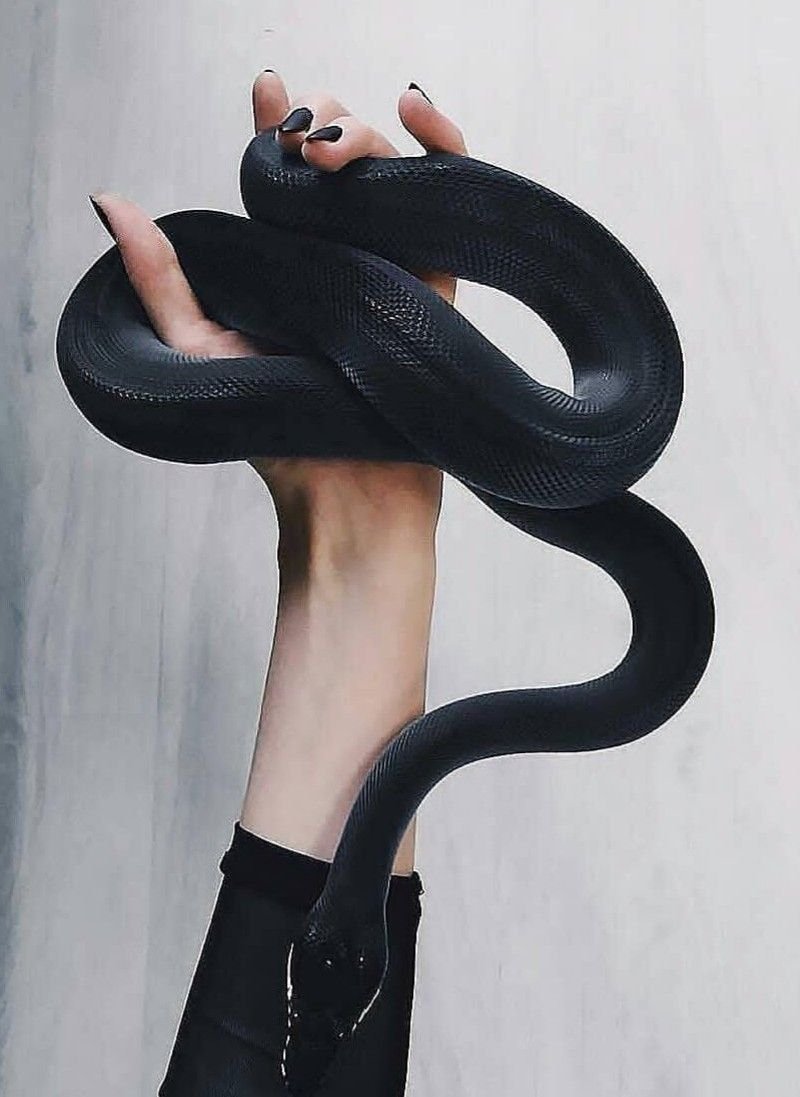 Змея домашняя