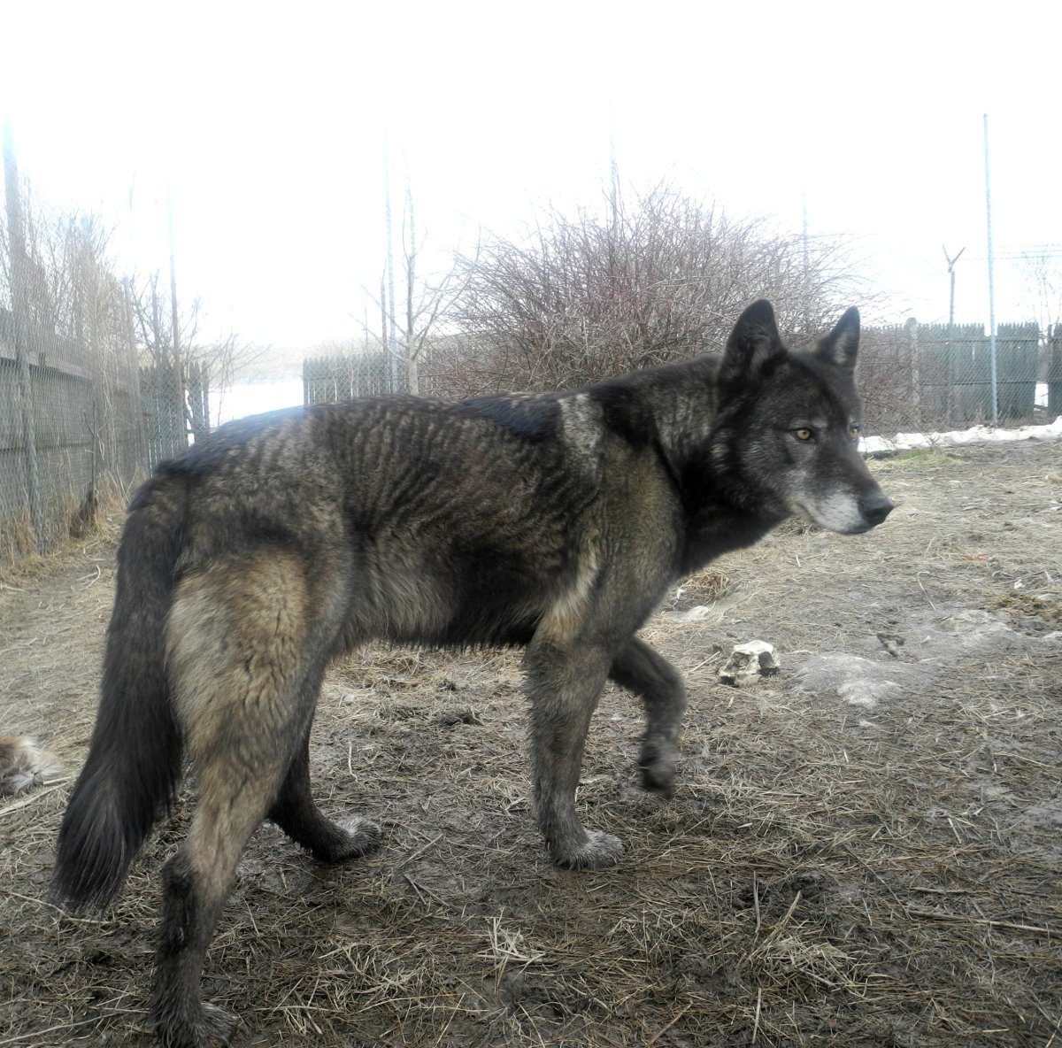 Немецкая овчарка плюс волк
